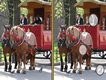 Find The Differences: A Horse Game